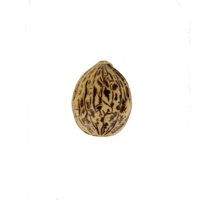 Bouton noix - 15 mm